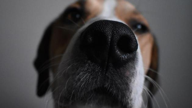The study revealed that, like humans, dogs’ personalities are likely to change overtime.(Unsplash)