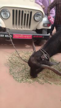 A buffalo tied to a revenue department officer’s jeep in a unique protest on on an alleged demand of dowry (Photo by Anupam Pateriya in Sagar)