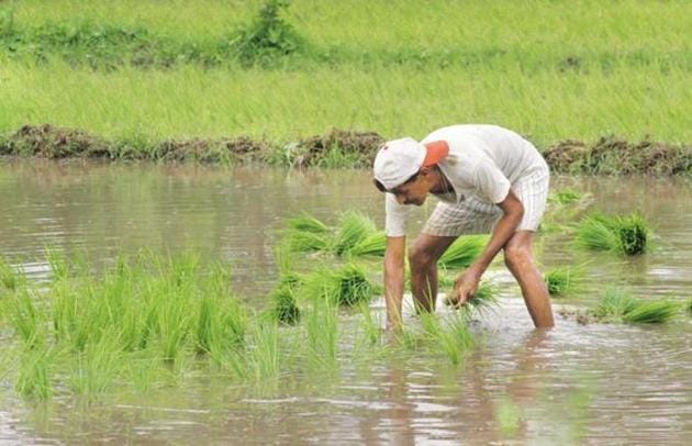 The figure of 40 lakh farmers who were benefitted on the inaugural day is merely a little more than 18% of the total 2.17 crore small and marginal farmers in UP. (Representative image) The figure of 40 lakh farmers who were benefitted on the inaugural day is merely a little more than 18% of the total 2.17 crore small and marginal farmers in UP. (Representative image)