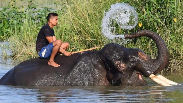 Wildlife Paradise: Bandipur National Park, Karnataka, India