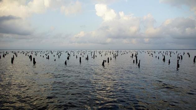 In its ruling, the environmental regulator ordered the replanting of a larger mangrove area, whose location is yet to be determined, and the launching of a wildlife preservation program. Mexico’s energy minister, Rocio Nahle initially said the mangrove had not been touched at the Paraiso site. She said in November the municipal and state government had given permits to “clean” the terrain. (Alexandre Meneghini / REUTERS) In its ruling, the environmental regulator ordered the replanting of a larger mangrove area, whose location is yet to be determined, and the launching of a wildlife preservation program. Mexico’s energy minister, Rocio Nahle initially said the mangrove had not been touched at the Paraiso site. She said in November the municipal and state government had given permits to “clean” the terrain. (Alexandre Meneghini / REUTERS)