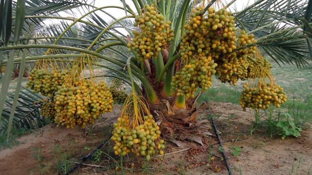Farmers in Barmer region started experimenting with date farming in 2009. Initially 11 farmers grew the fruit crop on 22 hectares in Barmer; in 2013 they got the first crop.(HT Photo)