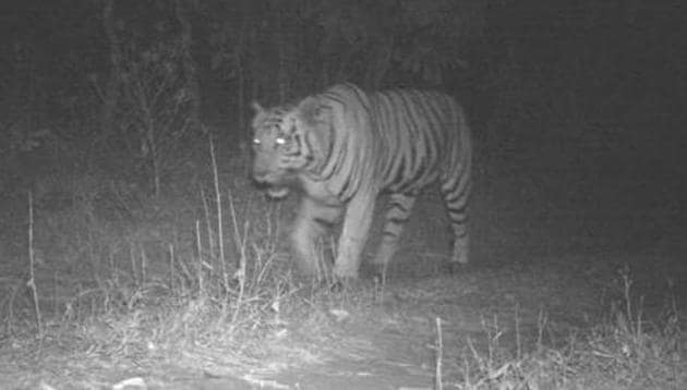 Image captured by night vision camera of a lone tiger's movement in forest of Mahisagar district in Gujarat.(HT photo)