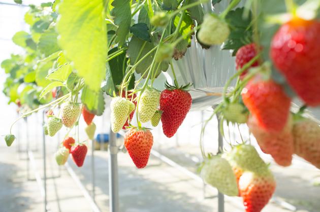 Too many Indian strawberry farmers use high yield varieties that sacrifice taste for quantity(Getty Images)