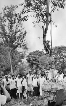 Tree transplantation in Delhi goes back to 1972 when more than two dozen trees were lifted from Zakir Hussain Road and Ring Road (near Moti Bagh) and transplanted near Pragati Maidan Gate 2 by the Central Public Works Department.(CPWD)