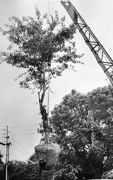 The earliest records of tree transplantation in Delhi, experts recall, was in 1972 when more than two dozen trees were lifted from Zakir Hussain Road and Ring Road (near Moti Bagh) and transplanted near Gate 2 of Pragati Maidan. (CPWD) The earliest records of tree transplantation in Delhi, experts recall, was in 1972 when more than two dozen trees were lifted from Zakir Hussain Road and Ring Road (near Moti Bagh) and transplanted near Gate 2 of Pragati Maidan. (CPWD)