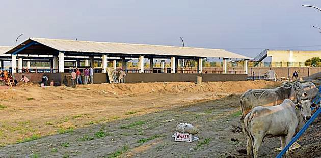 The Noida authority on Thursday said it will open a temporary ‘gaushala’ (cow shelter) for abandoned cows in Yamuna flood plains near Sector 135 in the next three to four days. The new facility will accommodate about 1,500 cows, officials said.(Virendra Singh Gosain/HT Photo)