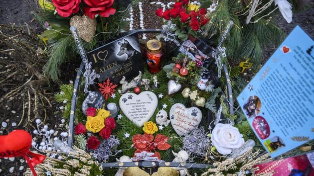 A heavily decorated grave marker for a pet dog. No clear reason for the increase however has been identified but domestic pets have claimed a firm spot in the hearts of Germans. And more people than before are ready to give their four-legged friends a peaceful resting place. Teltow cemetery started its first year in 2003 with 120 burials, but that has jumped to more than 4,000 annually now. (John MacDougall / AFP) A heavily decorated grave marker for a pet dog. No clear reason for the increase however has been identified but domestic pets have claimed a firm spot in the hearts of Germans. And more people than before are ready to give their four-legged friends a peaceful resting place. Teltow cemetery started its first year in 2003 with 120 burials, but that has jumped to more than 4,000 annually now. (John MacDougall / AFP)