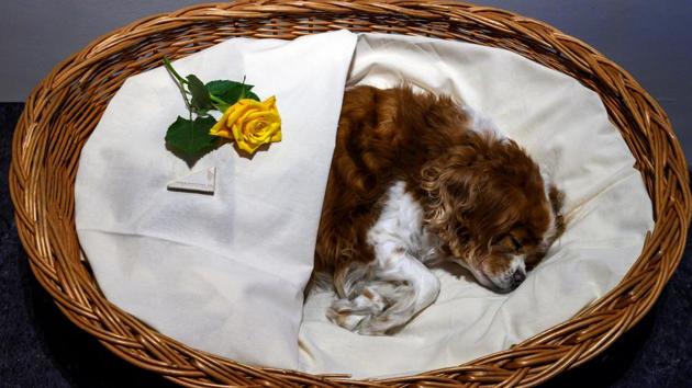 A deceased pet dog lies “in state” before being cremated at the Tierhimmel (Animal Heaven) crematorium and pet cemetery in Teltow, just outside Berlin. “We cried for days on end,” Hendrichs said, recalling the death of his faithful friend more than 15 years ago and its sad end that prompted him to set up a cemetery for pets south of Berlin. (John MacDougall / AFP) A deceased pet dog lies “in state” before being cremated at the Tierhimmel (Animal Heaven) crematorium and pet cemetery in Teltow, just outside Berlin. “We cried for days on end,” Hendrichs said, recalling the death of his faithful friend more than 15 years ago and its sad end that prompted him to set up a cemetery for pets south of Berlin. (John MacDougall / AFP)