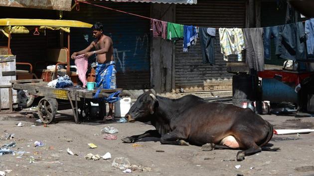The Congress government in Rajasthan will hold a state-level “Gau Raksha” (cow protection) meeting on Saturday. (AFP) The Congress government in Rajasthan will hold a state-level “Gau Raksha” (cow protection) meeting on Saturday. (AFP)