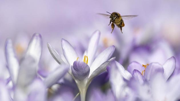 A bee foraging around flowers on a warm winter’s day, at Bern, Switzerland. The unseasonably warm weather seems to have bought the seasons forward by some weeks, revealing a spring view while still being in winter. (Anthony Anex / Keystone / AP) A bee foraging around flowers on a warm winter’s day, at Bern, Switzerland. The unseasonably warm weather seems to have bought the seasons forward by some weeks, revealing a spring view while still being in winter. (Anthony Anex / Keystone / AP)
