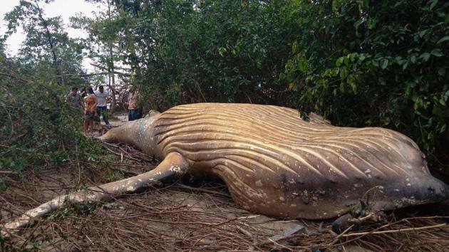 A humpback whale found dead way ashore amid the vegetation of Araruna beach in Soure, Marajo Island, Para State, in northern Brazil. (Acervo Instituto Bicho D’Agua / Handout / AFP) A humpback whale found dead way ashore amid the vegetation of Araruna beach in Soure, Marajo Island, Para State, in northern Brazil. (Acervo Instituto Bicho D’Agua / Handout / AFP)