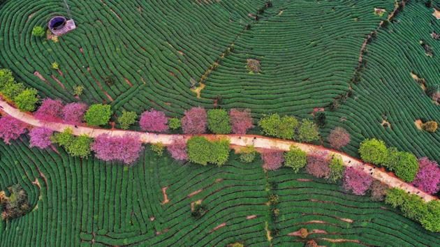 An aerial view of a tea field in Zhangping in China’s eastern Fujian province. (Stringer / AFP) An aerial view of a tea field in Zhangping in China’s eastern Fujian province. (Stringer / AFP)