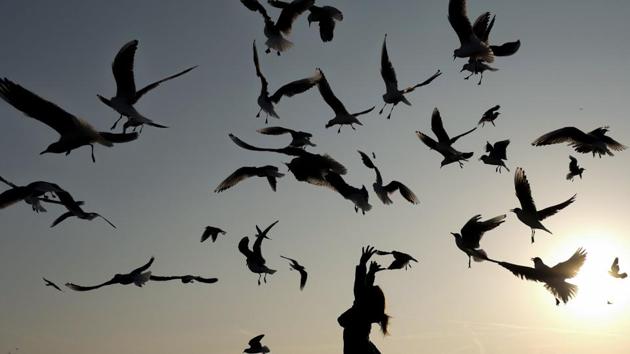 A woman feeds seagulls on the beach of Nice, south-eastern France. (Valery Hache / AFP) A woman feeds seagulls on the beach of Nice, south-eastern France. (Valery Hache / AFP)