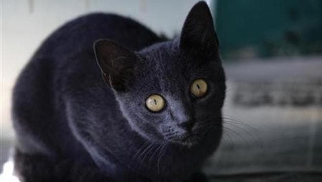 The state Food Safety and Sanitation Program received a complaint about Stormy and an environmental health officer saw the cat in the store, said Jeremy Ayers, section manager for the agency.(Reuters) The state Food Safety and Sanitation Program received a complaint about Stormy and an environmental health officer saw the cat in the store, said Jeremy Ayers, section manager for the agency.(Reuters)