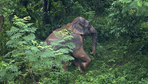 Odisha has been grappling with man-animal conflict as fragmentation of elephant corridors is forcing the wild animals to head towards human habitations. (AP) Odisha has been grappling with man-animal conflict as fragmentation of elephant corridors is forcing the wild animals to head towards human habitations. (AP)