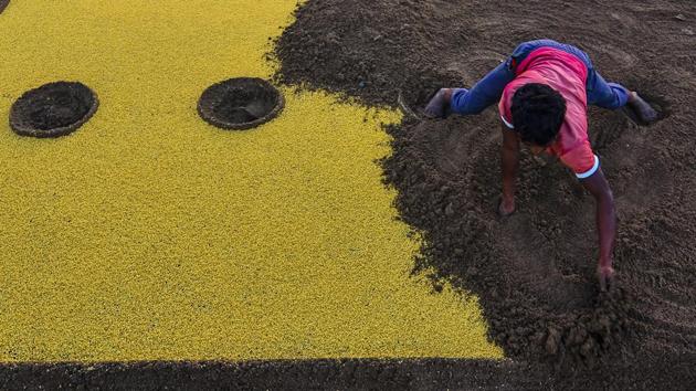A man covers Fenugreek seeds with soil at Versova in Mumbai, Maharashtra. (Ragul Krishnan / HT Photo) 