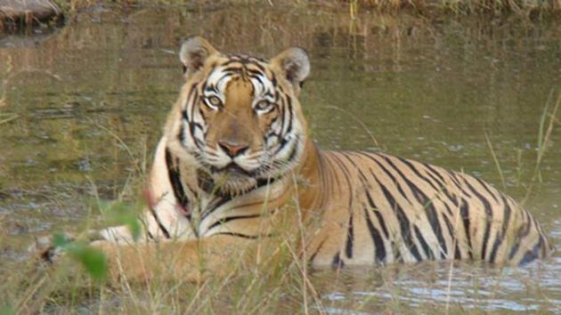 Panna National Park has three times the number of the tigers in Sarsika.(HT File Photo)
