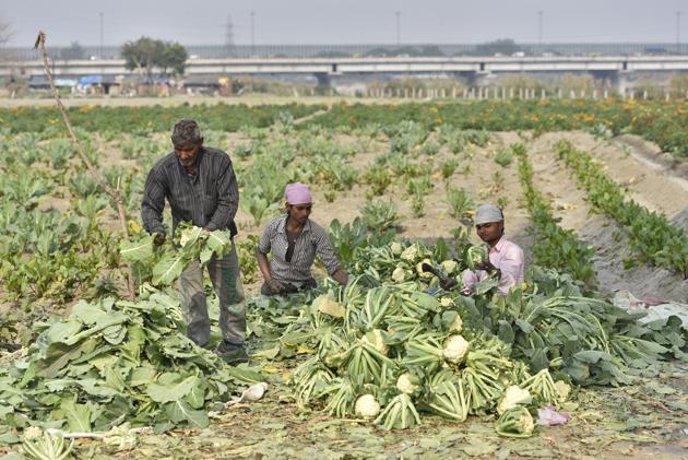 People working in their vegetable farm on the banks of river Yamuna near Geeta Colony flyover in New Delhi.(Burhaan Kinu/HT PHOTO)