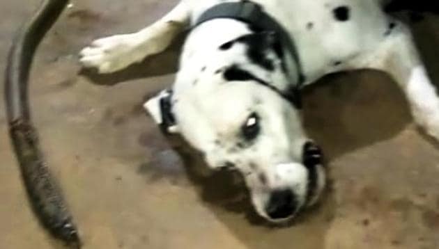 The pet Dalmatian, named Tyson, died fighting a cobra.(HT Photo)