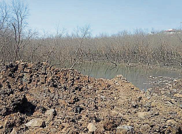The patch of mangrove at CSF Punjab Warehouse dried as tidal water flow was stopped.(Ht PHOTO)