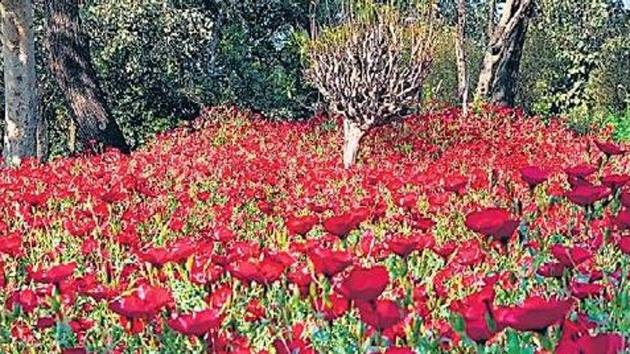 The linum flowers in Delhi’s Nehru Park are clustered over a small space like a dense thicket, shining as red as Kashmiri apples.(HT Photo)