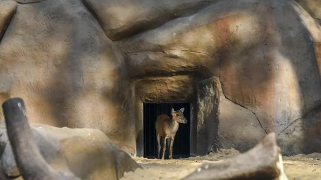 A new enclosure for animals was inaugurated at Jijamata Udyaan, Byculla in Mumbai, Maharashtra. (Kunal Patil / HT Photo) A new enclosure for animals was inaugurated at Jijamata Udyaan, Byculla in Mumbai, Maharashtra. (Kunal Patil / HT Photo)