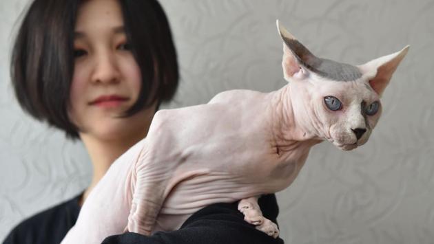 An owner poses with her Sphynx cat during a cat exhibition in Bishkek, Kyrgyzstan. Cat lovers from Kyrgyzstan, Kazakhstan and Uzbekistan took part in the event. (Vyacheslav Oseledko / AFP) 