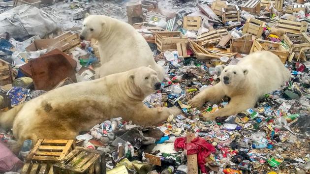 Polar bears feed at a garbage dump near the village of Belushya Guba, on the remote Russian northern Novaya Zemlya archipelago, a tightly-controlled military area where a village declared a state of emergency in February after dozens of bears were seen entering homes and public buildings. (Alexandr Grir / AFP) 