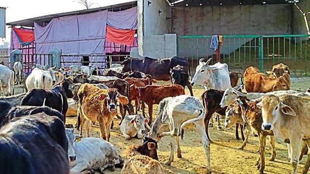 At ‘Gau-Lok’, a shelter in Jalpura village, 200 cows, buffaloes, bulls and calves died between January 1 and March 7.