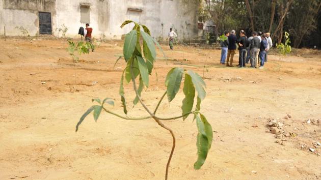 In a first-of-its-kind order, a Ghaziabad court recalled its arrest warrant against a rape accused on the condition that he plant five saplings.(Abhinav Saha/Hindustan Times)