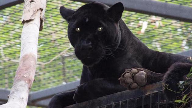 A jaguar clawed an Arizona woman who climbed over a barrier to take a picture at the Wildlife World Zoo near Phoenix. (Wildlife World Zoo/Facebook) A jaguar clawed an Arizona woman who climbed over a barrier to take a picture at the Wildlife World Zoo near Phoenix. (Wildlife World Zoo/Facebook)