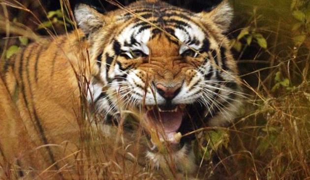 Wildlife experts say that Madhya Pradesh has the potential to have more tigers and better quality wildlife tourism. To ensure that, the forest department needs more staff, including senior officials who are interested in wildlife management.(HT File Photo)