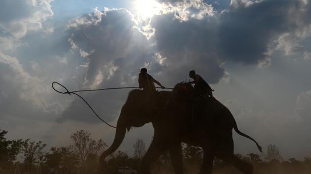 Mahouts train their elephant on the eve of the race. Locals say the race is a celebration of the much-revered animals -- traditionally thought of as family members in this part of Vietnam -- but conservation groups are calling for an end to the festival, which they say is cruel and outdated. (Manan Vatsyayana / AFP) Mahouts train their elephant on the eve of the race. Locals say the race is a celebration of the much-revered animals -- traditionally thought of as family members in this part of Vietnam -- but conservation groups are calling for an end to the festival, which they say is cruel and outdated. (Manan Vatsyayana / AFP)