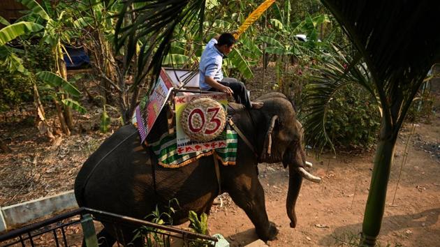 Y Hoi Bya rides his elephant, named Kham Sinh. Y Hoi said his animal’s successes in the popular race has earned him and his pet pride of place in his village in central Dak Lak, home to many of Vietnam’s elephants. “He often wins first place in the running competition in Dak Lak,” said the 38-year-old, who started caring for elephants as a young boy. (Manan Vatsyayana / AFP) Y Hoi Bya rides his elephant, named Kham Sinh. Y Hoi said his animal’s successes in the popular race has earned him and his pet pride of place in his village in central Dak Lak, home to many of Vietnam’s elephants. “He often wins first place in the running competition in Dak Lak,” said the 38-year-old, who started caring for elephants as a young boy. (Manan Vatsyayana / AFP)