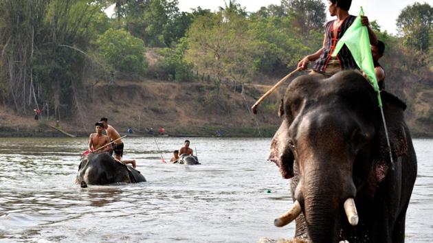 Competitors during a river swimming race during the Buon Don elephant festival. Animals Asia last year launched Vietnam’s first ethical elephant tours, offering guests a chance to see the animals which the NGO rescued roaming in the national park. (Manan Vatsyayana / AFP) Competitors during a river swimming race during the Buon Don elephant festival. Animals Asia last year launched Vietnam’s first ethical elephant tours, offering guests a chance to see the animals which the NGO rescued roaming in the national park. (Manan Vatsyayana / AFP)