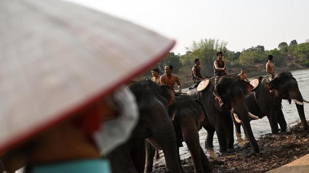 A Vietnamese woman looks on at mahouts atop their elephants. More than 80 elephants in Vietnam are still kept in captivity, usually used for elephant rides -- backbreaking work that has rendered most infertile today. The 100-150 wild elephants have also shown little promise of boosting their numbers. (Manan Vatsyayana / AFP) A Vietnamese woman looks on at mahouts atop their elephants. More than 80 elephants in Vietnam are still kept in captivity, usually used for elephant rides -- backbreaking work that has rendered most infertile today. The 100-150 wild elephants have also shown little promise of boosting their numbers. (Manan Vatsyayana / AFP)