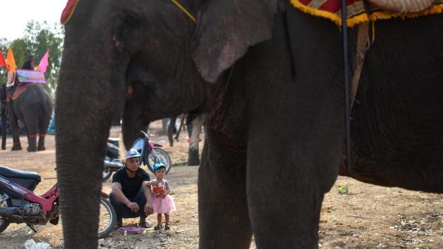A Vietnamese man and his daughter look at an elephant during the Buon Don elephant festival. The festival left some spectators like Vu Tran Minh Anh with mixed feelings. “I didn’t think elephants could do so many things like play football, run and swim,” the student told AFP. “But I do feel sorry for the elephants.” (Manan Vatsyayana / AFP) A Vietnamese man and his daughter look at an elephant during the Buon Don elephant festival. The festival left some spectators like Vu Tran Minh Anh with mixed feelings. “I didn’t think elephants could do so many things like play football, run and swim,” the student told AFP. “But I do feel sorry for the elephants.” (Manan Vatsyayana / AFP)