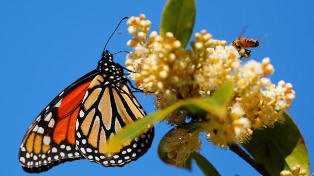 A monarch butterfly encounters a bee as it flies with a swarm of painted lady butterflies making their way north from Mexico in Encinitas, California. (Mike Blake / REUTERS) A monarch butterfly encounters a bee as it flies with a swarm of painted lady butterflies making their way north from Mexico in Encinitas, California. (Mike Blake / REUTERS)