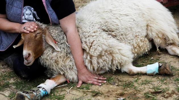 Meital Ben Ari pats Gary, a sheep with leg braces, at the farm. Most of the nearly 240 animals at the facility were raised for slaughter. Some were donated by farmers who chose to save them. Others, like Miri, who was found lying in a ditch with a broken leg, were abandoned. (Nir Elias / REUTERS) Meital Ben Ari pats Gary, a sheep with leg braces, at the farm. Most of the nearly 240 animals at the facility were raised for slaughter. Some were donated by farmers who chose to save them. Others, like Miri, who was found lying in a ditch with a broken leg, were abandoned. (Nir Elias / REUTERS)