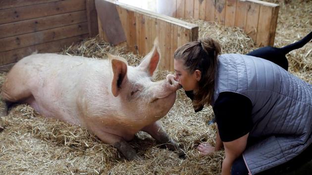 Meital Ben Ari, a co-founder of “Freedom Farm” kisses Omri a pig, in his sty at the farm. “If you want people to open their hearts towards these animals, we have to bring them close,” said Romano, stroking two pigs named Yossi and Omri. (Nir Elias / REUTERS) Meital Ben Ari, a co-founder of “Freedom Farm” kisses Omri a pig, in his sty at the farm. “If you want people to open their hearts towards these animals, we have to bring them close,” said Romano, stroking two pigs named Yossi and Omri. (Nir Elias / REUTERS)