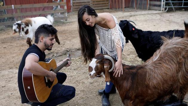 A volunteer plays guitar as another pats a goat. After Miri’s rescue, her leg was amputated. Ben Ari said children with special needs particularly enjoy tours of the farm and its 5 acres (2 hectares) of green pastures, stables and a barn in Moshav Olesh, an agricultural community in central Israel. (Nir Elias / REUTERS) A volunteer plays guitar as another pats a goat. After Miri’s rescue, her leg was amputated. Ben Ari said children with special needs particularly enjoy tours of the farm and its 5 acres (2 hectares) of green pastures, stables and a barn in Moshav Olesh, an agricultural community in central Israel. (Nir Elias / REUTERS)