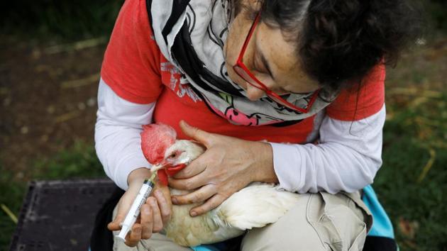 A volunteer treats a chicken at the farm. Freedom Farm raised money for Nir’s artificial limb and medical care through an internet crowd funding campaign. (Nir Elias / REUTERS) A volunteer treats a chicken at the farm. Freedom Farm raised money for Nir’s artificial limb and medical care through an internet crowd funding campaign. (Nir Elias / REUTERS)
