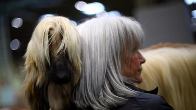 An Afghan Hound stands with its owner during the third day of the Crufts Dog Show in Birmingham, England. (Hannah McKay / REUTERS) An Afghan Hound stands with its owner during the third day of the Crufts Dog Show in Birmingham, England. (Hannah McKay / REUTERS)