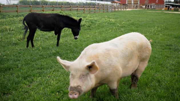 Miri the three-legged donkey and a pig named Yossi stand on a field at Freedom Farm. On a visit with her 84-year-old father, Shira Breuer, 56, said: “I’m worried about the future of humanity and this place sounds like a place of hope.” (Nir Elias / REUTERS) Miri the three-legged donkey and a pig named Yossi stand on a field at Freedom Farm. On a visit with her 84-year-old father, Shira Breuer, 56, said: “I’m worried about the future of humanity and this place sounds like a place of hope.” (Nir Elias / REUTERS)