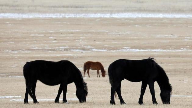 Horses graze in a field outside the Siberian village of Gladkovo southeast of Krasnoyarsk, Russia. (Ilya Naymushin / REUTERS) Horses graze in a field outside the Siberian village of Gladkovo southeast of Krasnoyarsk, Russia. (Ilya Naymushin / REUTERS)