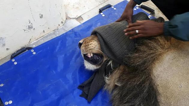 A picture of the darted captured lion that escaped from the Karoo National Park. (AP) A picture of the darted captured lion that escaped from the Karoo National Park. (AP)