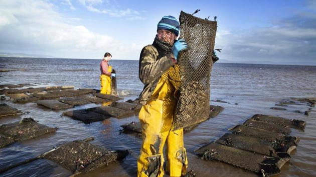 Farmers tend the oysters at William Lynch’s Foylemore Oysters farm in Lough Foyle in County Donegal, Ireland. For 20 years, William Lynch has farmed oysters in disputed waters along the Irish border. With Brexit looming, a convenient grey area which has allowed him to flourish could be coming to an end. (Paul Faith / AFP) Farmers tend the oysters at William Lynch’s Foylemore Oysters farm in Lough Foyle in County Donegal, Ireland. For 20 years, William Lynch has farmed oysters in disputed waters along the Irish border. With Brexit looming, a convenient grey area which has allowed him to flourish could be coming to an end. (Paul Faith / AFP)