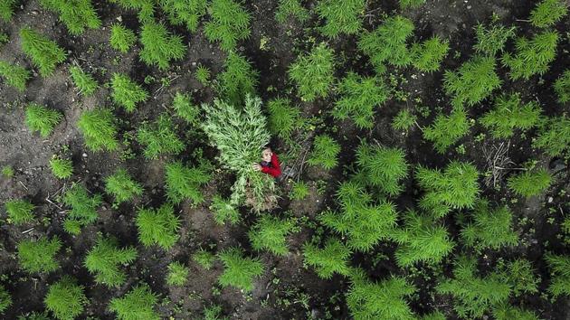 An aerial picture shows a man carrying marijuana plants during a police raid on 10 hectares of marijuana plantation in Montasik, Aceh province. (Chaideer Mahyuddin / AFP) An aerial picture shows a man carrying marijuana plants during a police raid on 10 hectares of marijuana plantation in Montasik, Aceh province. (Chaideer Mahyuddin / AFP)