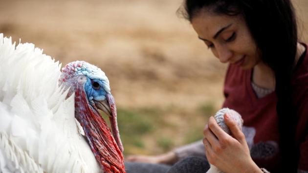 It costs about $1 million a year to run the farm, which relies on contributions and volunteer workers from Israel and abroad, including musicians - who come and play for the animals. (Nir Elias / REUTERS) It costs about $1 million a year to run the farm, which relies on contributions and volunteer workers from Israel and abroad, including musicians - who come and play for the animals. (Nir Elias / REUTERS)